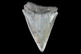 Fossil Mako Shark Tooth - Georgia #75224-1